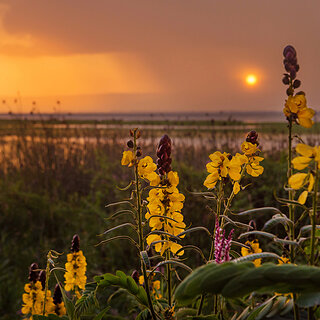 Lake Awassa - Popcorn Senna